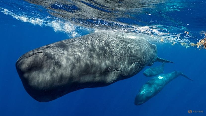 Underwater robot tracks sperm whale conversations in real time