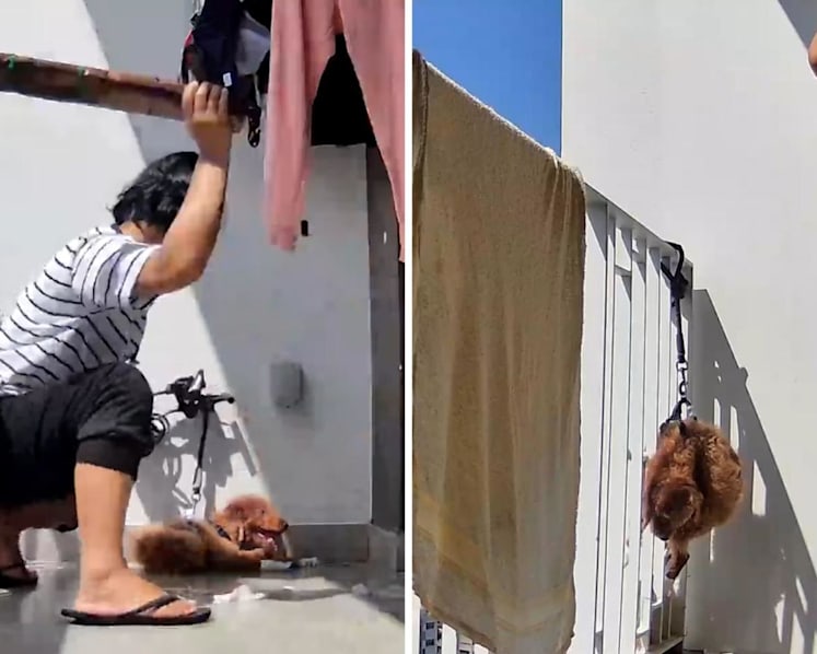 Woman who beat and hung up dog in balcony sentenced to jail for animal abuse