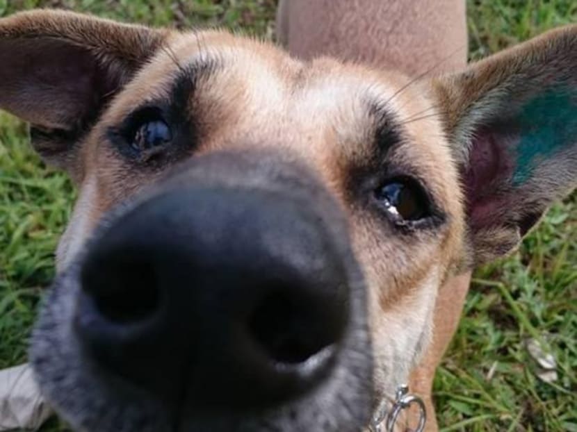 The first female dog on Jurong Island to be neutered and micro-chipped under the TNRM programme, and returned to its community. Photo: Mr K Shanmugam's Facebook page