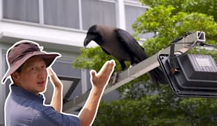 Talking Point 2026/2027 - Operation Crow Down: Will We Win?