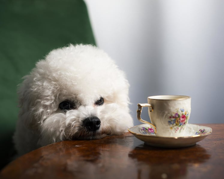 Commentary: Don’t let breed be your only consideration when getting a pet