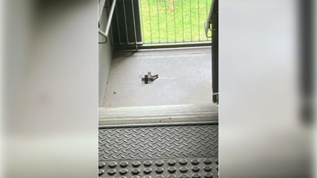 猫疑被切两半死于楼梯口 猫协吁目击者提供线索