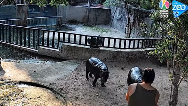 泰男翻栏拍“弹跳猪”遭警方逮捕