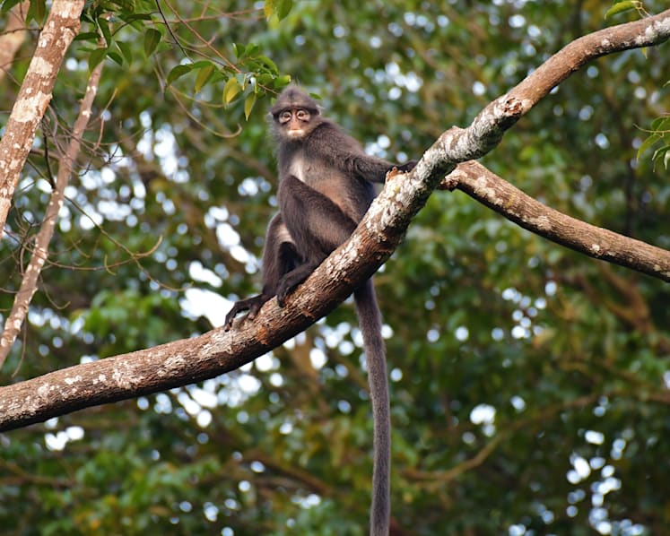 Why we should act now to save the Raffles’ banded langur