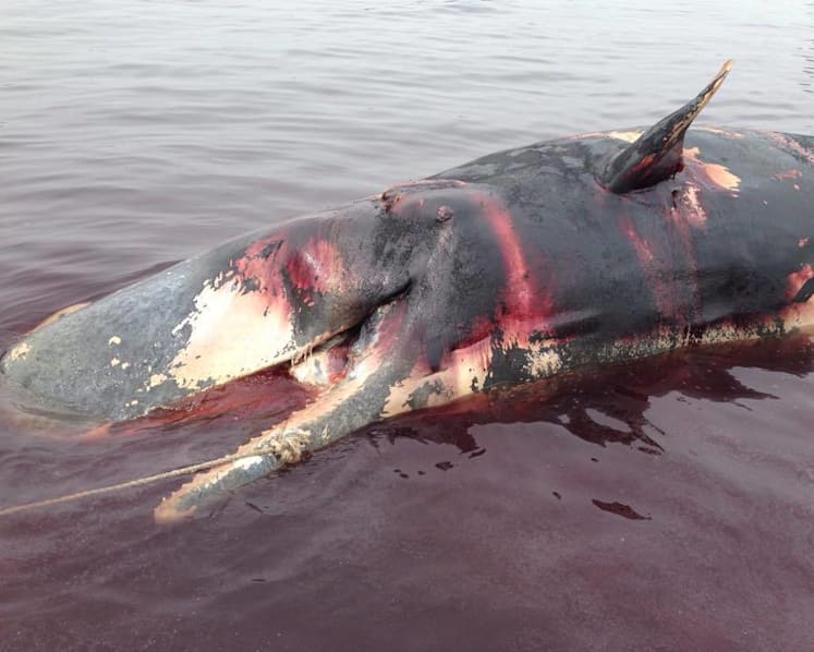 Carcass of sperm whale found near Jurong Island