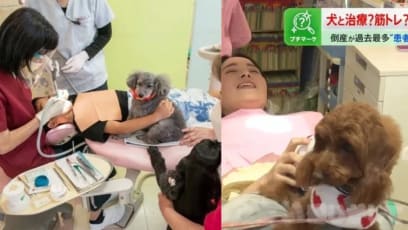 Japan Dental Clinic Has Therapy Dogs To Help Kids Overcome Fear Of The Dentist