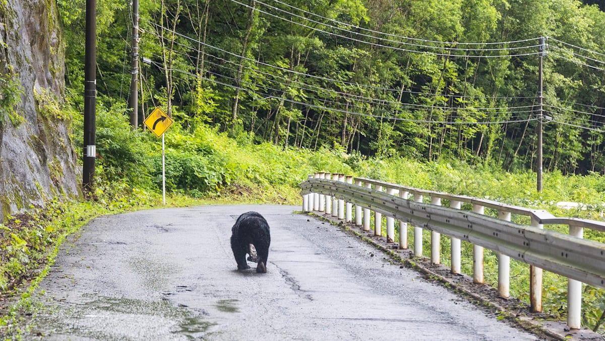 Japan sends troops to combat deadly wave of bear attacks Japan sends troops to combat deadly wave of bear attacks