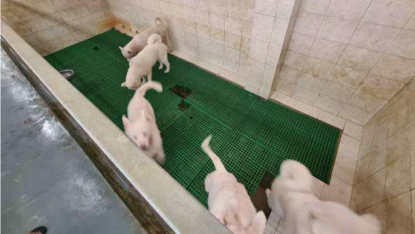 Dog breeder at Sungei Tengah fined S$4,000 for various lapses Dog breeder at Sungei Tengah fined S$4,000 for various lapses