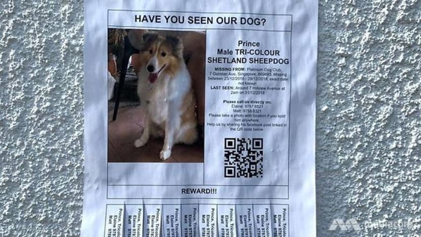 AVA sahkan anjing hilang mati di Platinium Dogs Club