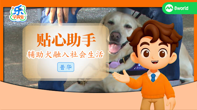 【普华】贴心助手　辅助犬融入社会生活