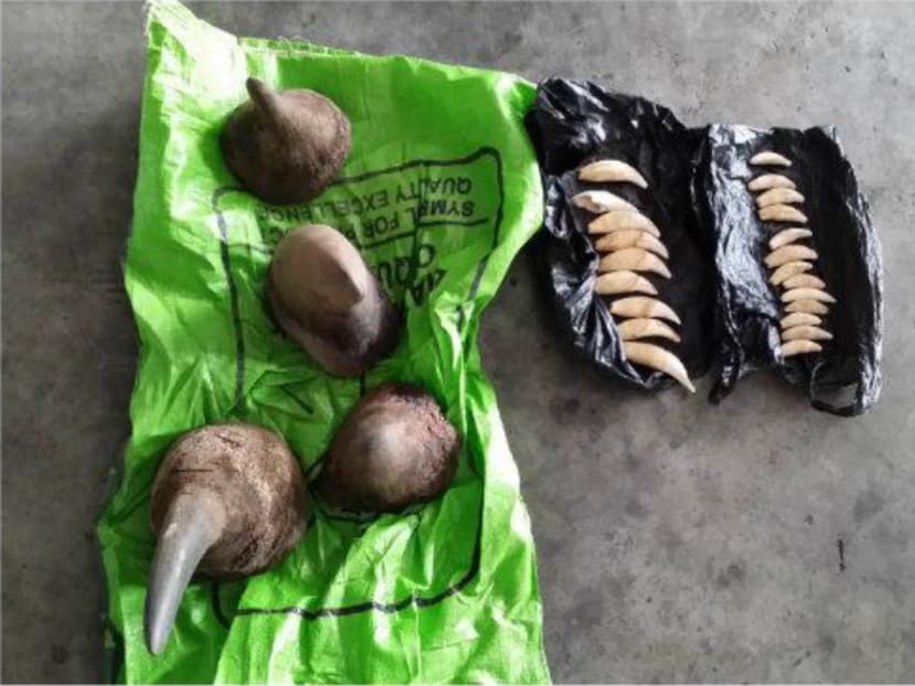 Authorities seize 3.7 tonnes of illegal ivory headed for Vietnam