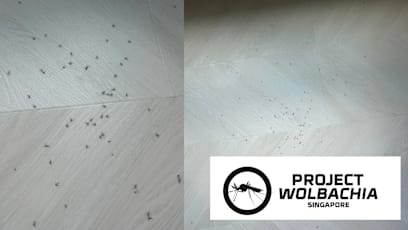 S’porean Complains About Project Wolbachia Mosquito Swarms At Home