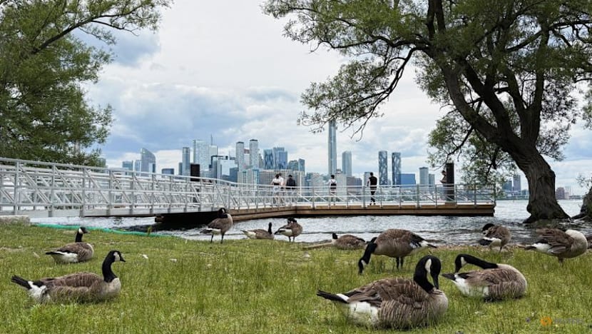 No wild goose chase: Two dogs keep birds off World Cup training pitch in Toronto
