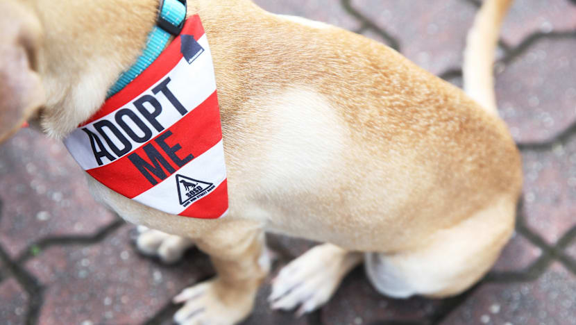 SOSD hopes UberPUPPIES will dispel misconceptions about street dogs