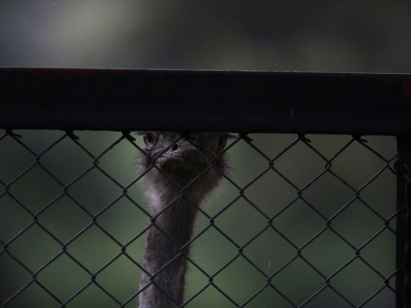 Animals still stuck in cages a year after zoo closure