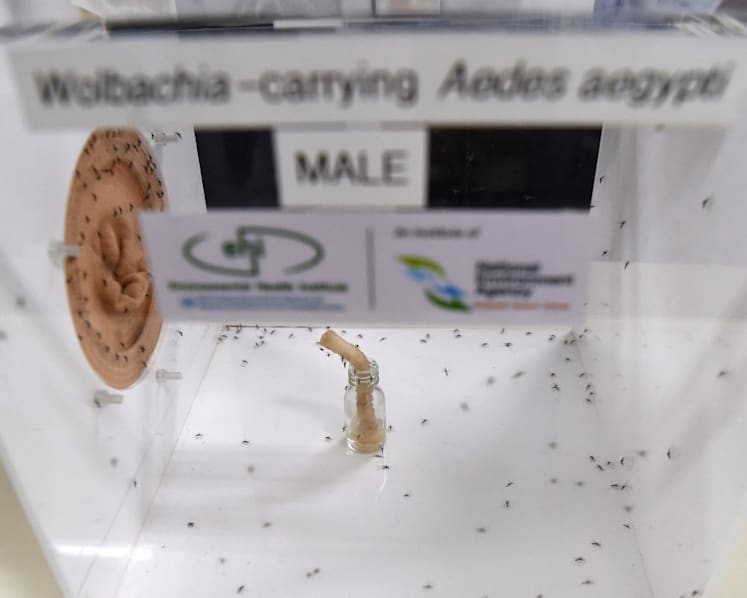 NEA expanding Project Wolbachia to reduce Aedes mosquito population after study sites see 88% drop in dengue cases