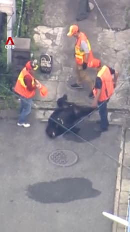 Bear that prompted mass school closures in Japan captured