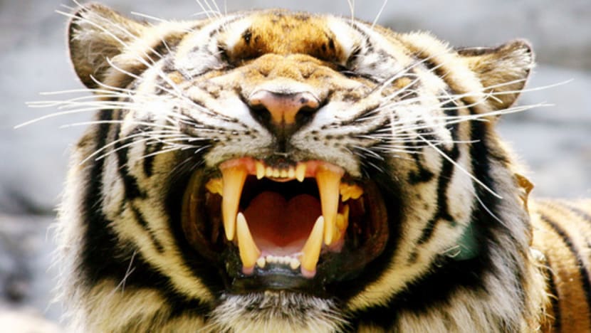 Fewer shops sell tiger parts, but online trade troubles ACRES