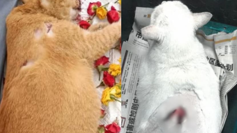 Man who tortured, stabbed multiple cats gets 31 months' jail in record sentence for animal abuse