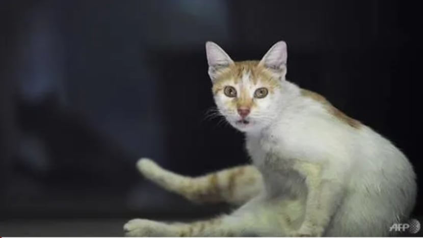 Maklum balas berkaitan kucing meningkat pada 2018, kata Lawrence Wong