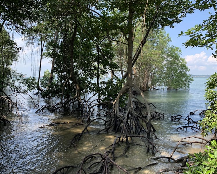 Commentary: From fighting climate change to illnesses — why mangroves are worth celebrating