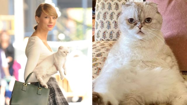 猫凭主贵？Taylor Swift爱猫身价高达1亿3000万！