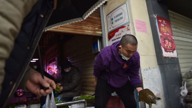 武汉食品市场甲鱼样本 被验出能导致霍乱弧菌