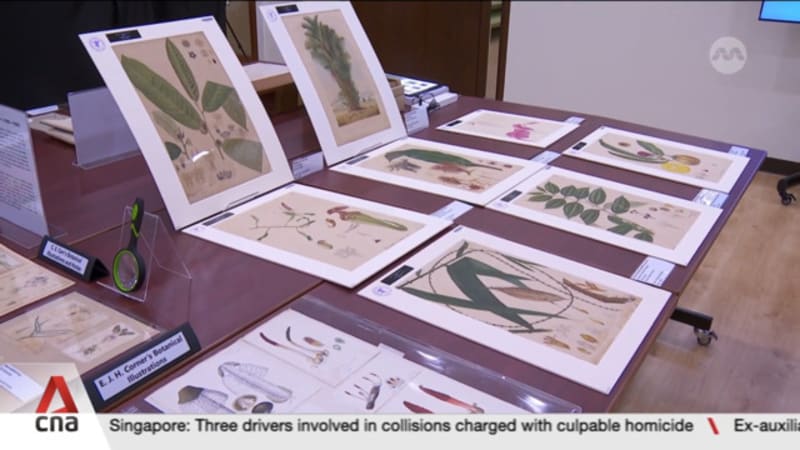 Singapore Botanic Gardens on digitalization drive to expand its online database and herbarium  Singapore Botanic Gardens on digitalization drive to expand its online database and herbarium