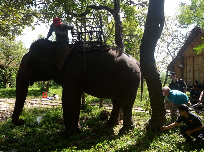 Survival of the unfittest: Vietnam’s disappearing elephants