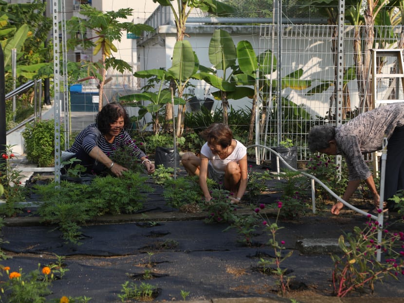 Volunteers tend to a community garden in Jurong East.