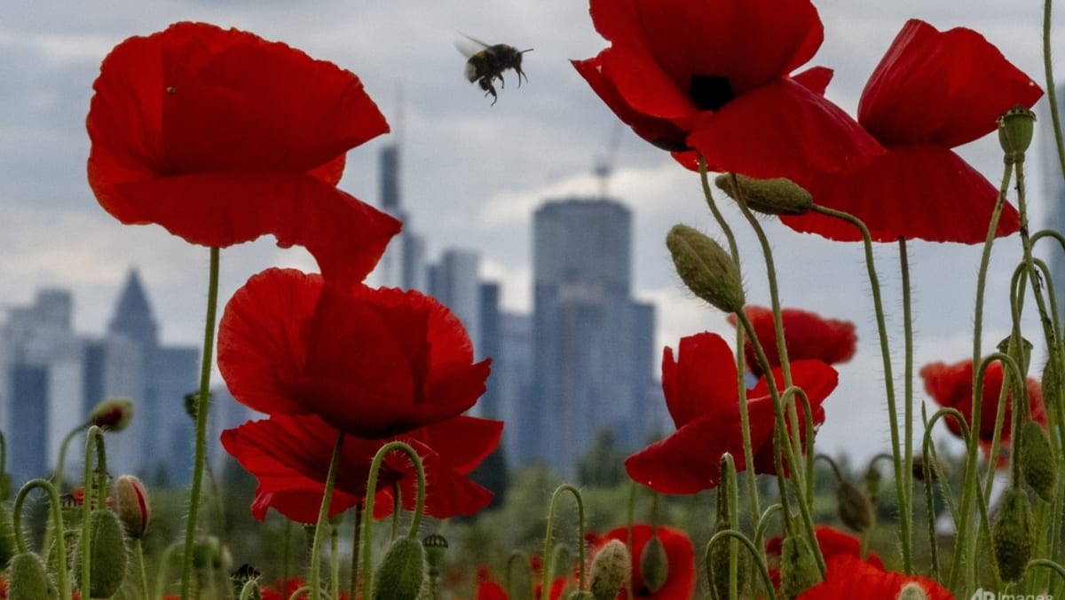 World agrees hard-fought nature funding plan at UN talks World agrees hard-fought nature funding plan at UN talks