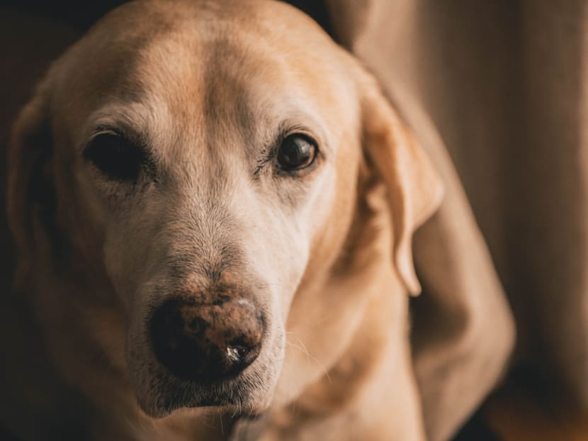 How to better regulate the pet boarding industry