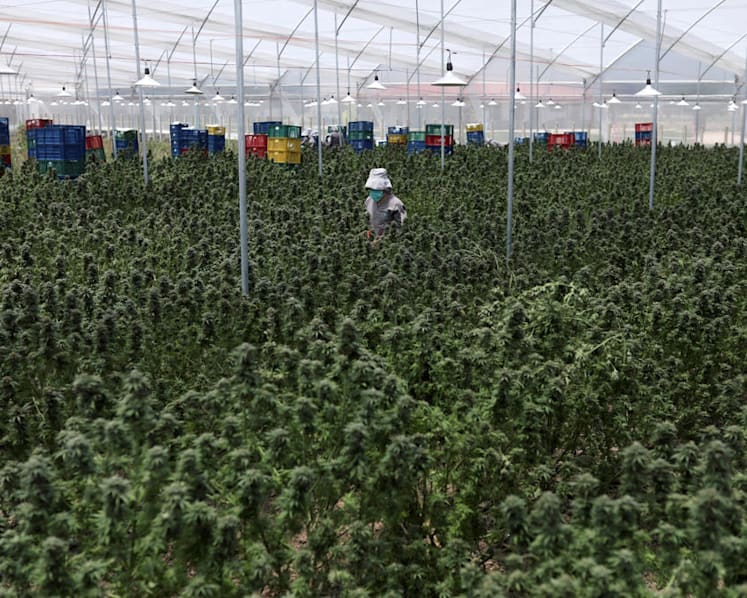 Big firms ignore harmful effects of cannabis in rush for slice of lucrative global industry: Josephine Teo