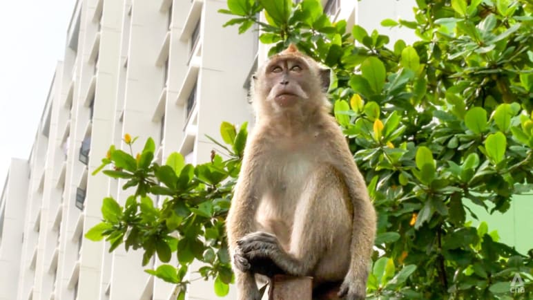 Why monkey sightings are on the rise, and how to keep from being an easy target