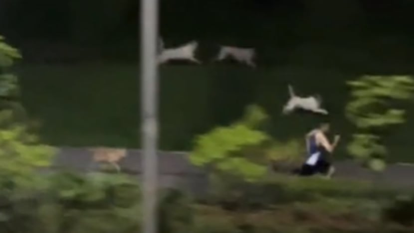 Wild dogs seen chasing jogger in Pasir Ris to be trapped and sterilised: AVS