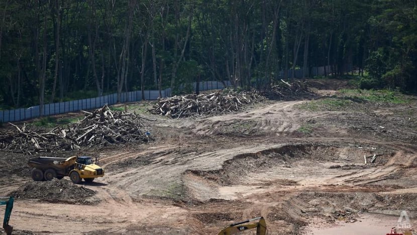 Kranji woodland clearance: Vice-president of CPG Consultants fined over illegal felling of trees