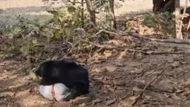 印度男被懒熊袭击身亡 父亲收尸却也被咬死