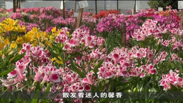 “大日子”情人节将至 哥伦比亚花商紧锣密鼓包装鲜花