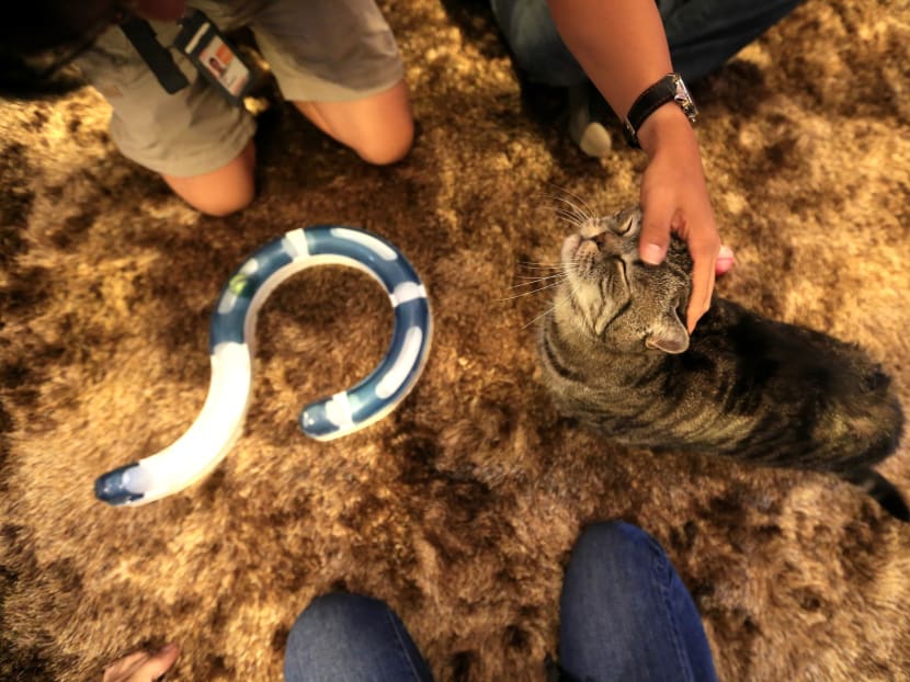 Gallery: It’s a ‘purrfect’ life for Singapore’s pampered pussies