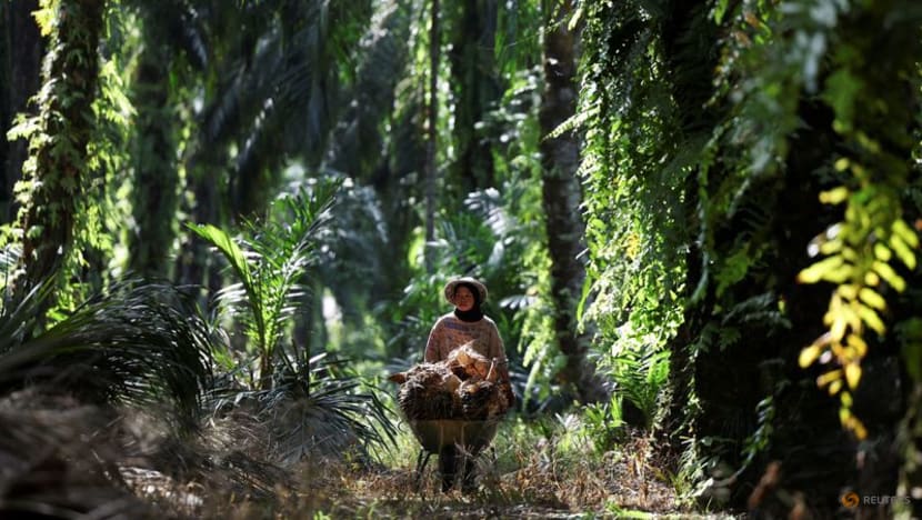 Malaysia's end-July palm oil stocks to hit near two-year high Malaysia's end-July palm oil stocks to hit near two-year high