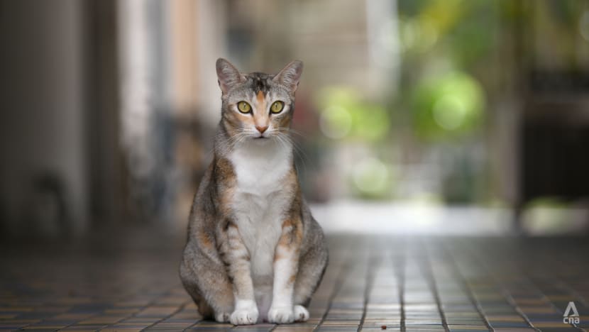 Commentary: In regulations on pet ownership, are some animals more equal than others? Commentary: In regulations on pet ownership, are some animals more equal than others?