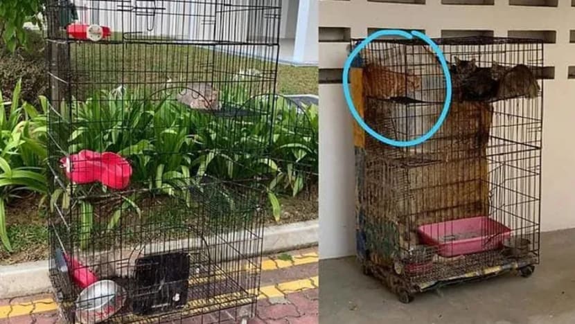 Wanita didenda S$4,000, buang 16 kucing di Punggol