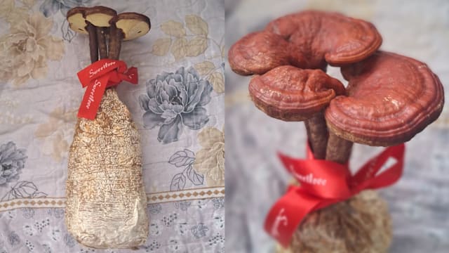 生日收到活灵芝……怎么办？！