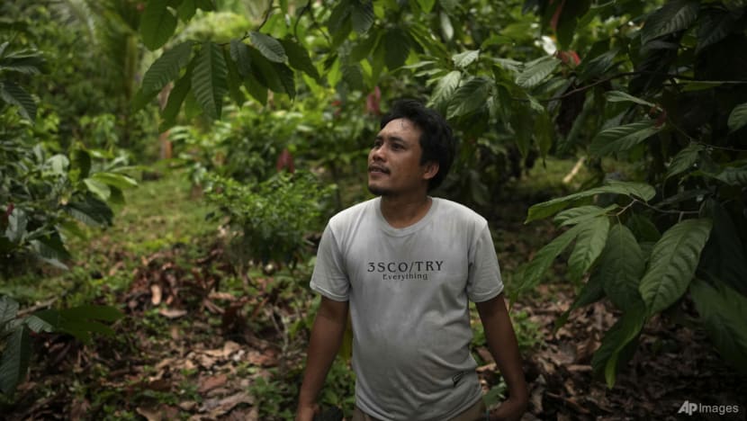 Indonesia's cocoa farmers work with businesses, NGOs to fight bitter impact of climate change Indonesia's cocoa farmers work with businesses, NGOs to fight bitter impact of climate change