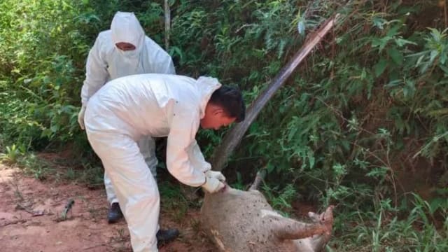 马国登州出现非洲猪瘟病例 十天内有91头野猪染疫死亡