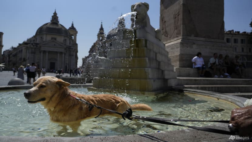 Commentary: How dogs replaced children in Italy Commentary: How dogs replaced children in Italy