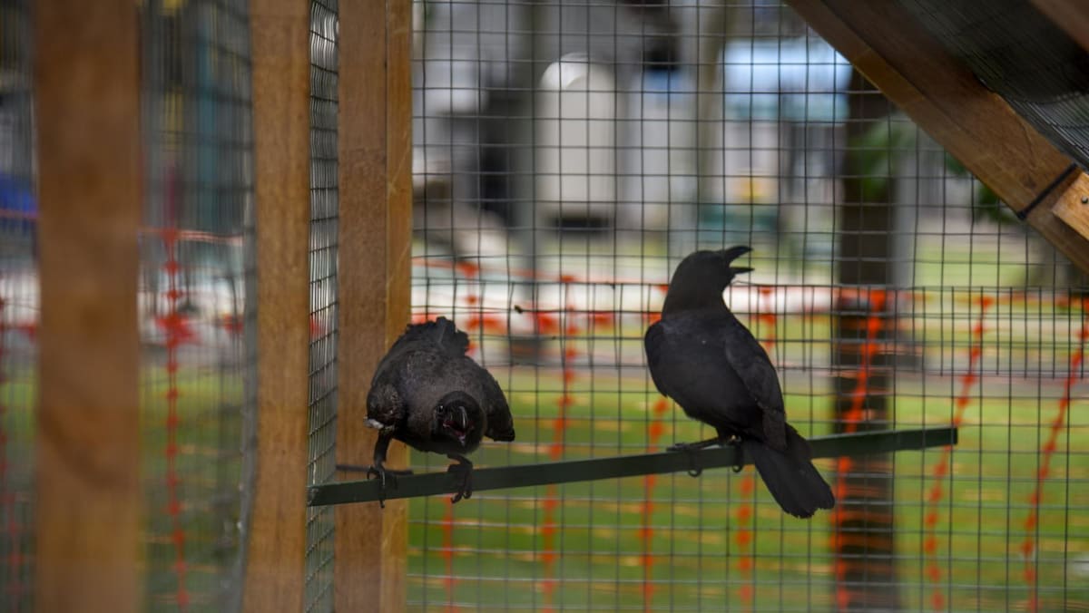 Man to be charged for disrupting NParks crow trapping in Toa Payoh