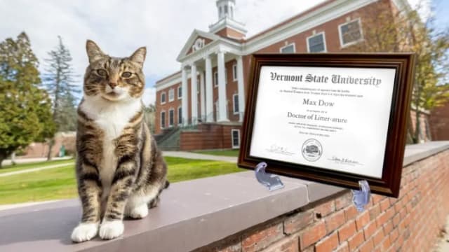 亲切友善 猫咪获颁荣誉博士学位