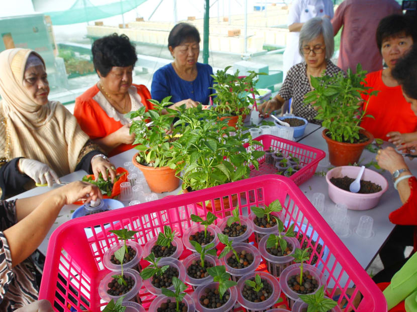 S’pore’s 1st rooftop farm aims to supply produce to F&B outlets