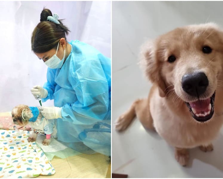 Rain and rats to blame for more dogs in Singapore being infected with leptospirosis, vets say